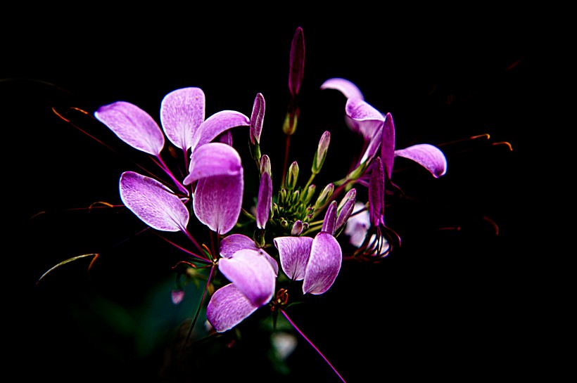 醉蝶花