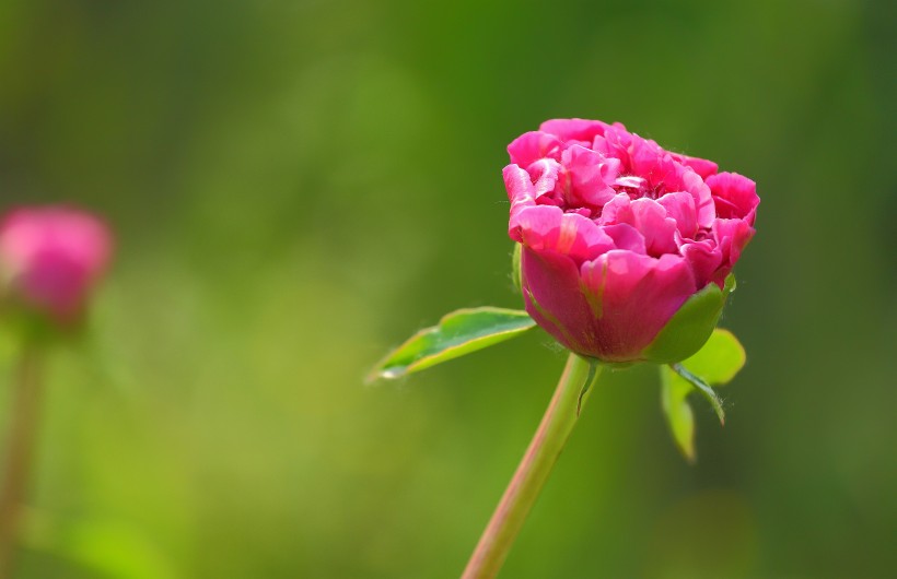 含苞待放的芍药花图片