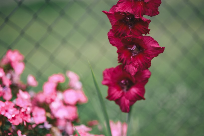 花园里的花花草草图片