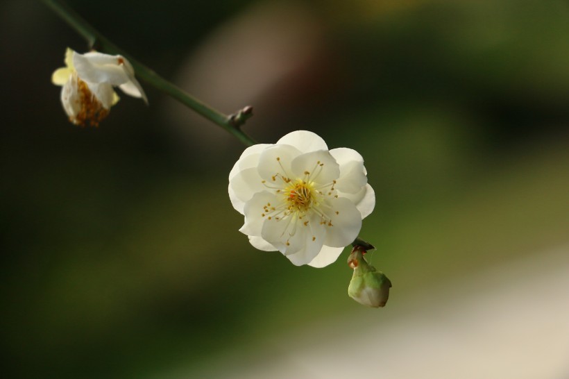 淡雅似雪的梨花图片