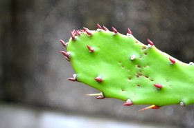 绿色多刺的仙人掌图片(16张)