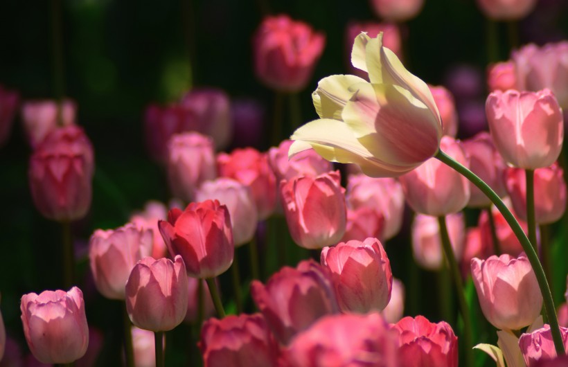 美丽的郁金香花丛图片