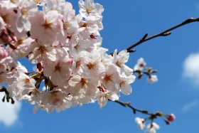 淡淡的粉红色梅花图片(10张)