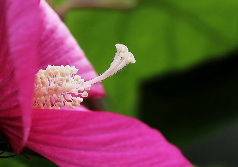 芙蓉葵花卉图片