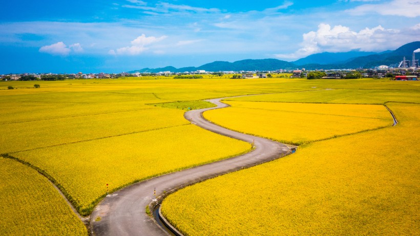 金色唯美的油菜花图片