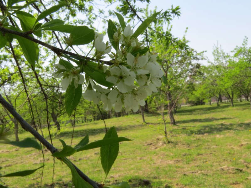 白色的李子花图片