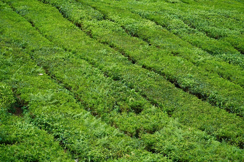 风景优美的茶树图片