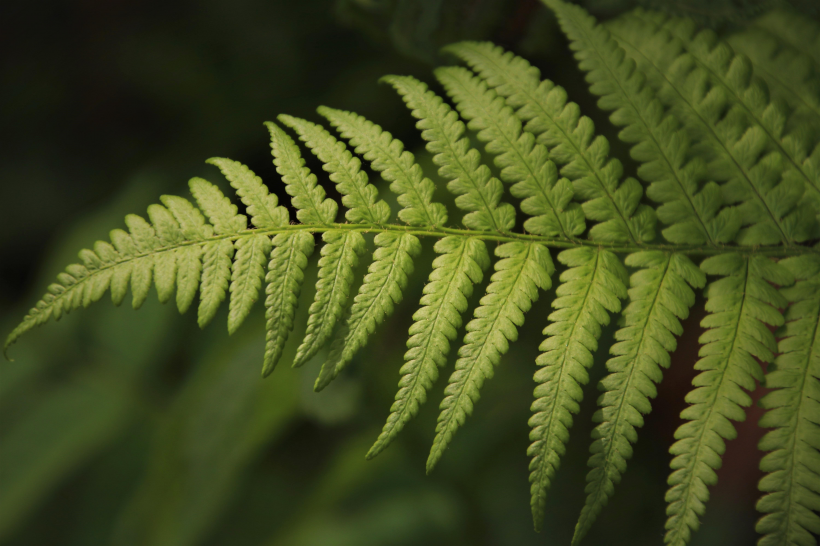 野生绿色蕨类植物图片