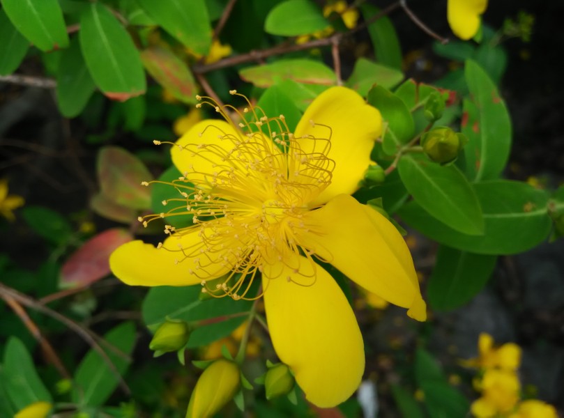 黄色的花朵图片