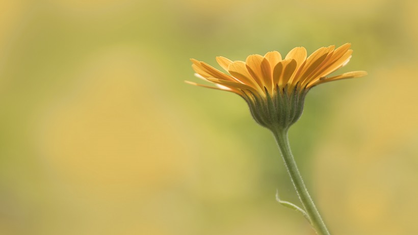 四季花万寿菊图片