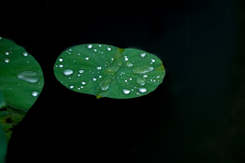 雨后池塘中的荷叶图片