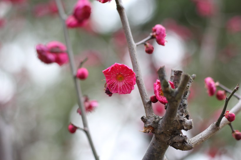 盛开的红梅花图片