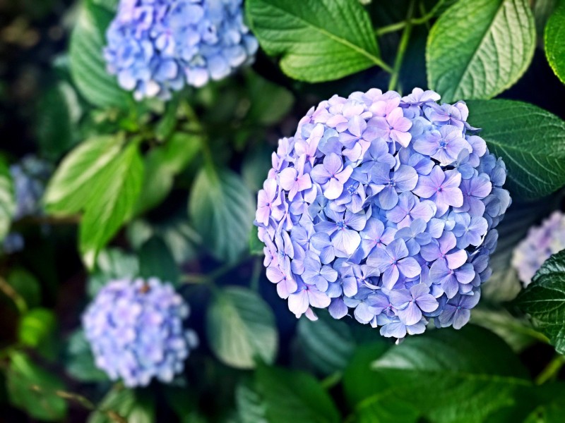 花型饱满味道清香的蓝色绣球图片