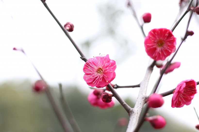 盛开的红梅花图片