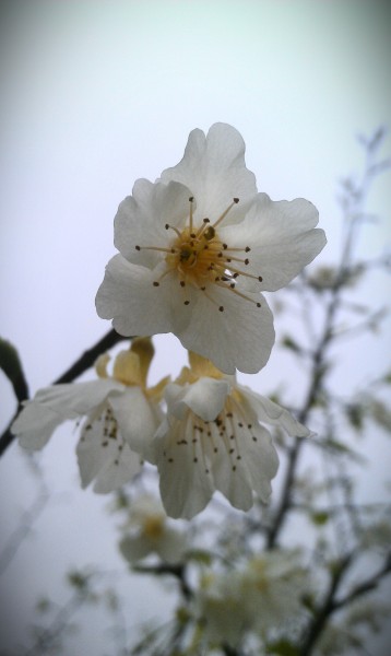 白色的桃花图片