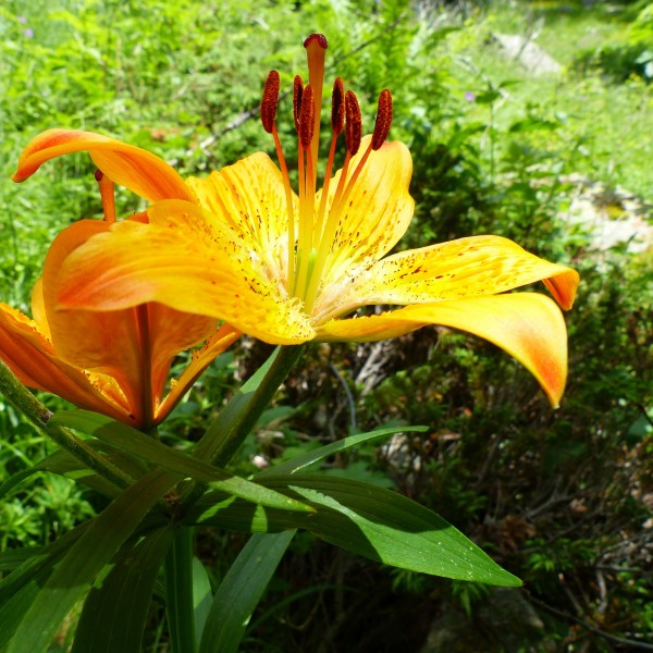 唯美温暖的百合花图片