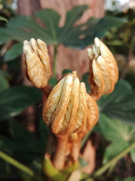 野外的植物图片