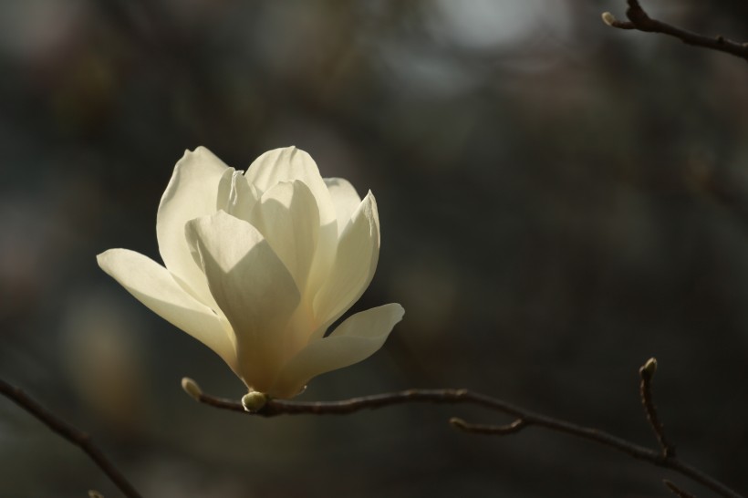 盛开的玉兰花图片