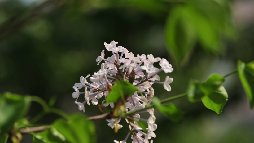 让人心情舒畅的丁香花图片