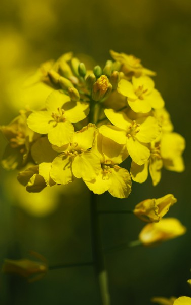 金黄的油菜花特写图片