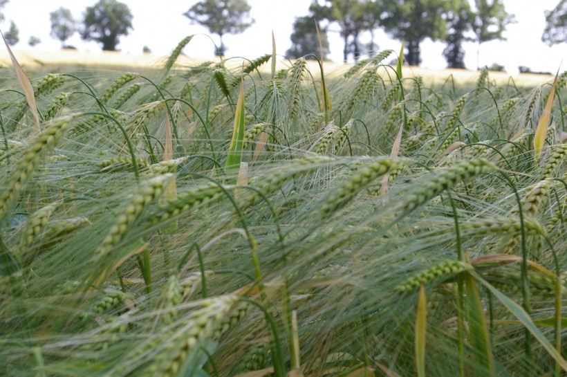 绿色未成熟的大麦图片