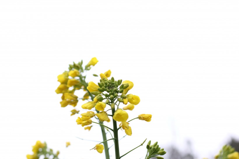 油菜花图片