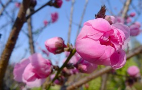 春季盛开的桃花图片(11张)