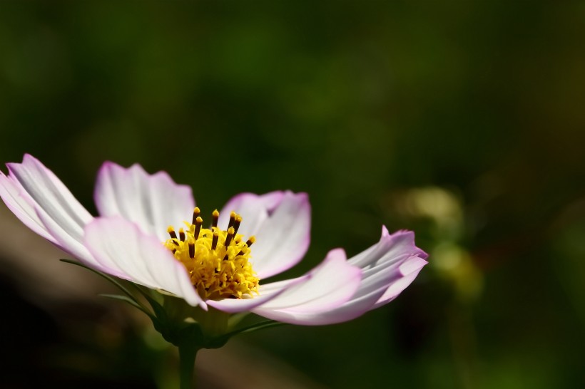 格桑花图片