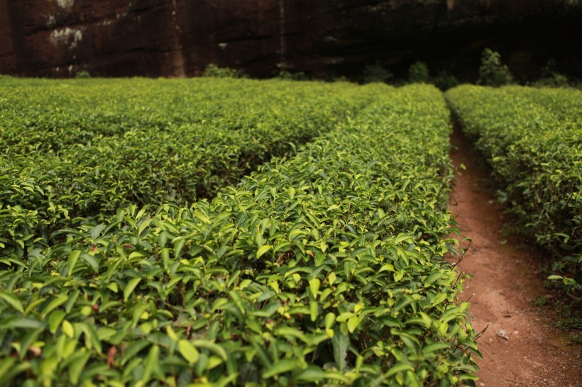 风景优美的茶树图片