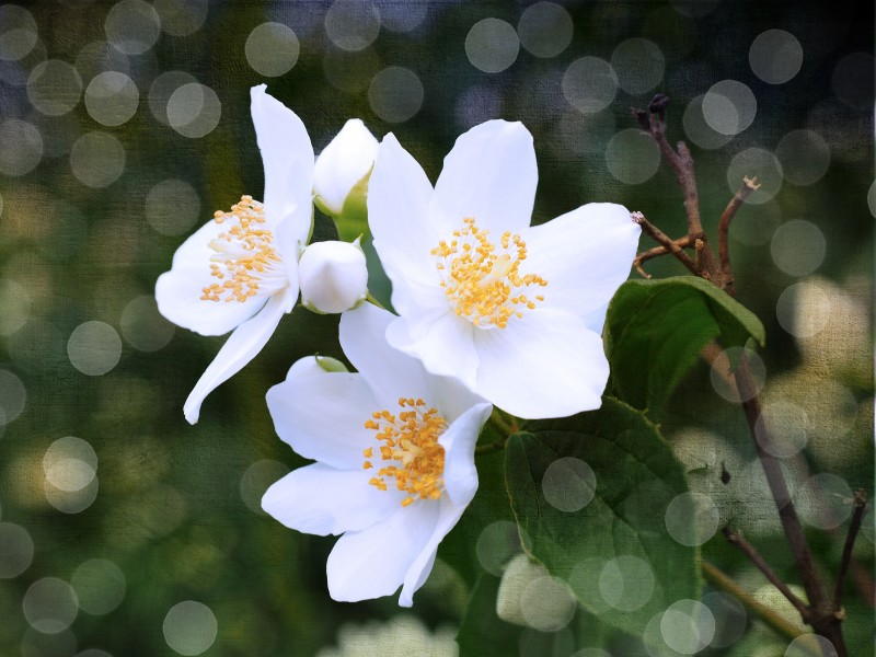 芳香洁白的茉莉花图片