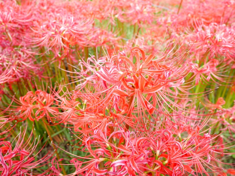 鲜红美丽的朱顶红花图片