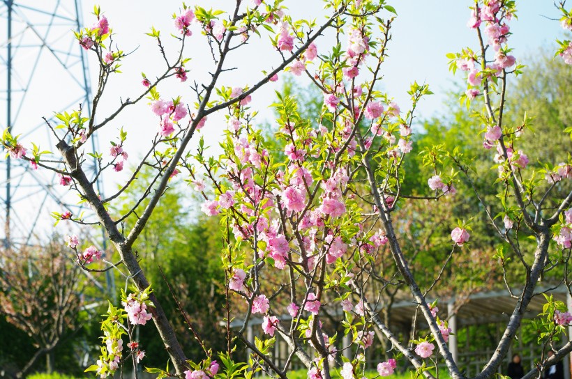 梅花树枝上粉红色的梅花图片