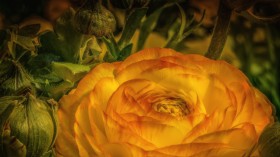 漂亮盛开的花毛茛图片(23张)