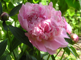雍容淡雅的粉红色牡丹花图片(15张)