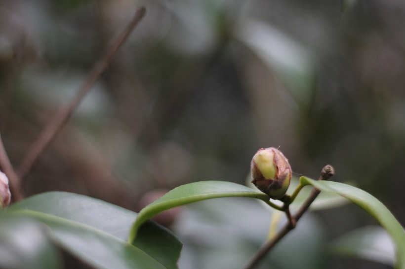 山茶花的花骨朵图片