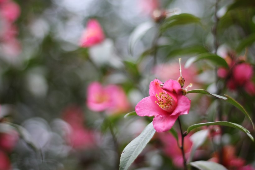 玫玉花图片