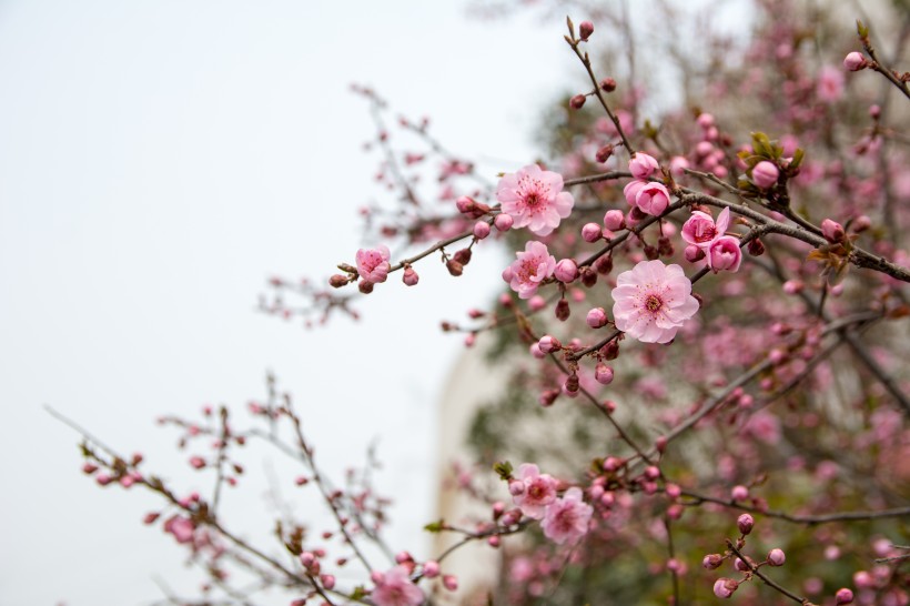 各种颜色有独特韵味的梅花图片