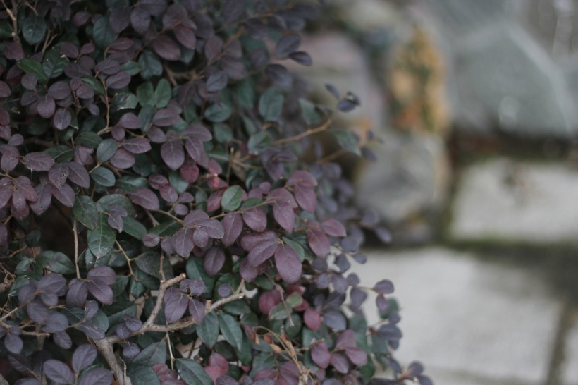 植物园里的红花檵木图片