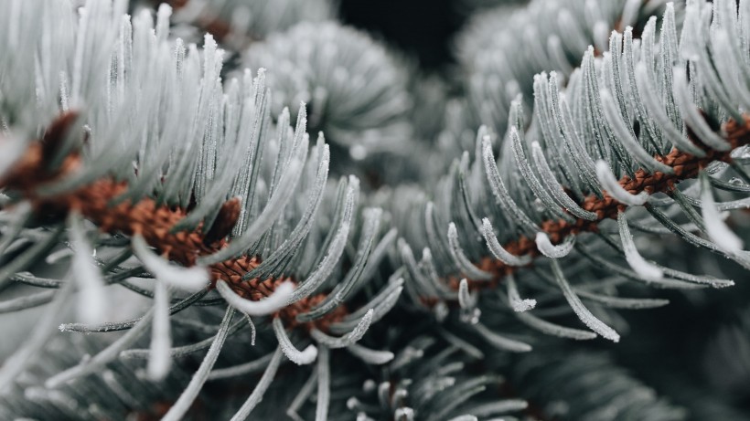 冰雪覆盖的植物图片