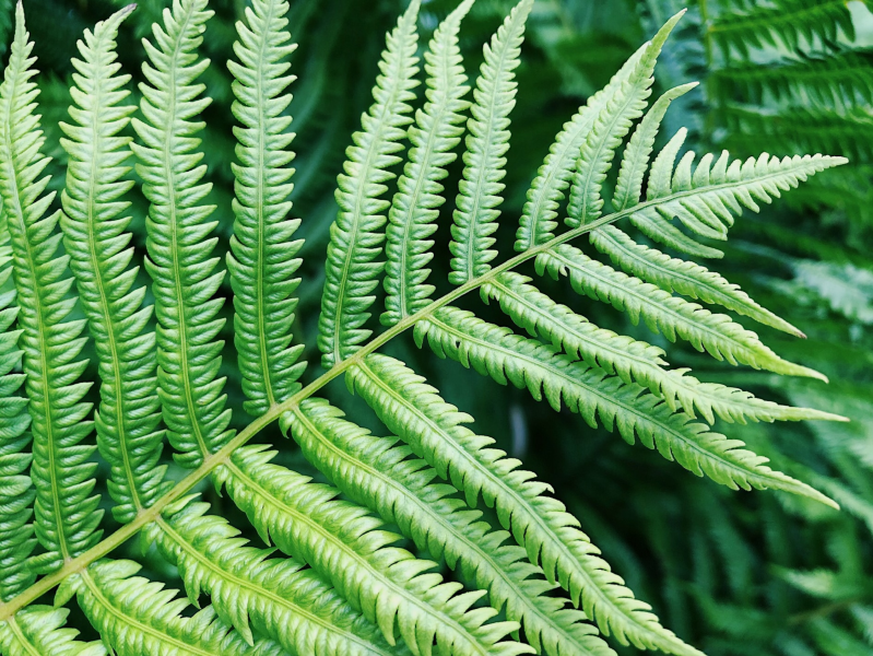 野生绿色蕨类植物图片