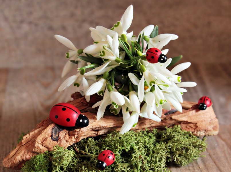 白雪般纯洁的雪花莲鲜花图片