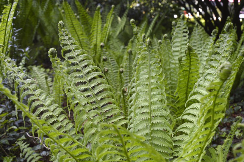 绿色蕨类植物图片