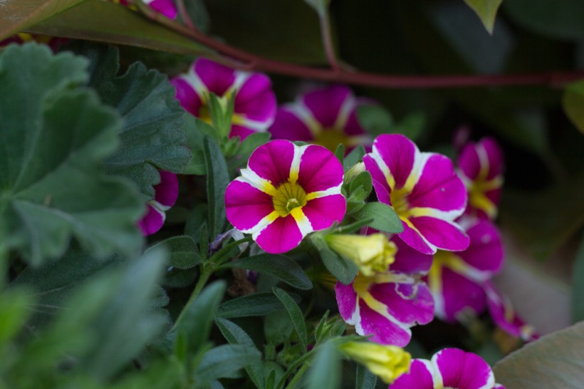 矮牵牛花图片