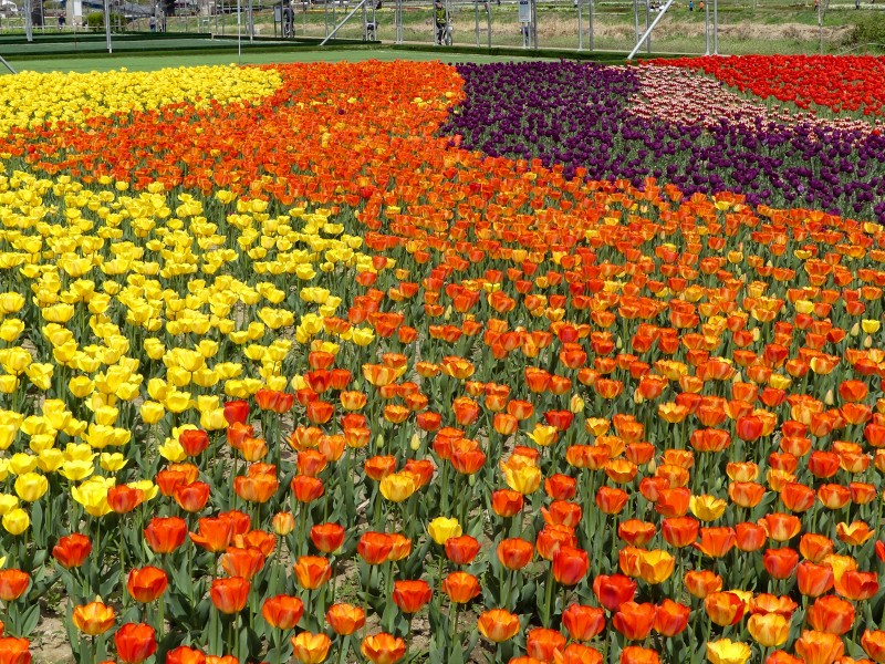 色彩缤纷的郁金香花图片