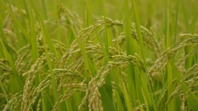 金色成熟的稻子图片(25张)