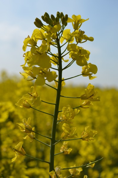 金黄的油菜花特写图片