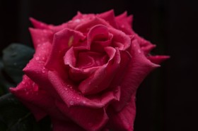 红玫瑰特写图片(15张)