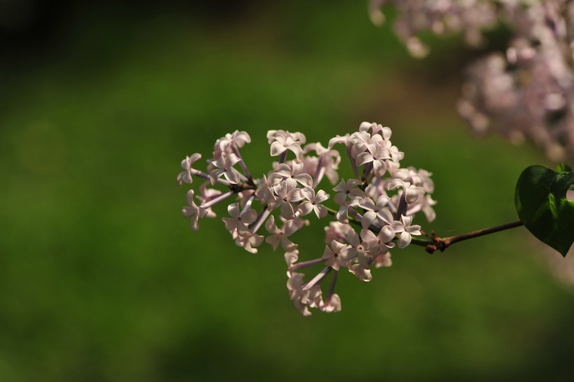 淡紫色丁香花图片