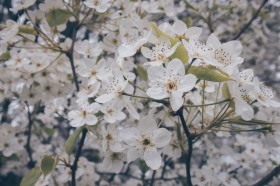 树梢上的樱花图片(12张)