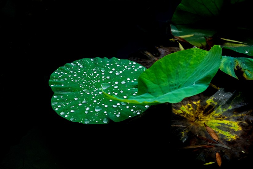 雨后池塘中的荷叶图片